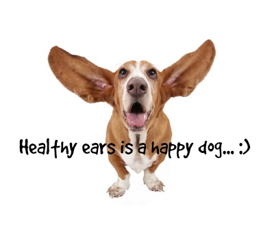 ears400.jpg